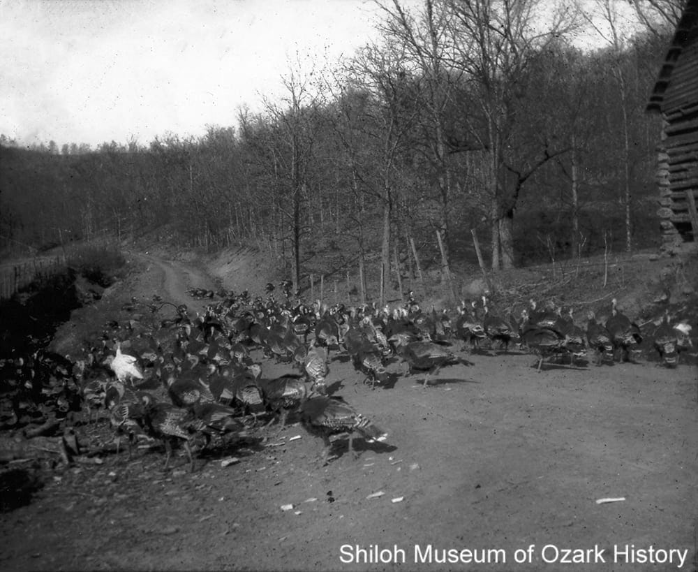 Driving turkeys to market near Kingston (Madison County), early 1920s.